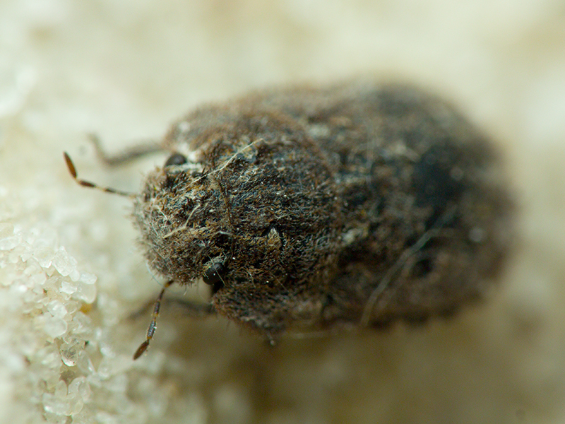 Odontoscelis (Obscuromorpha) hispidula (Jakovlev, 1874)